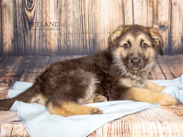 [#8901] Black / Tan Male German Shepherd Dog Puppies For Sale