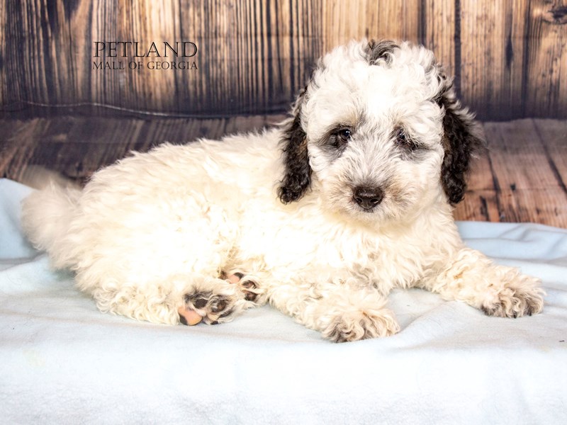 Miniature Bernedoodle 2nd Gen - 8879 Image #1