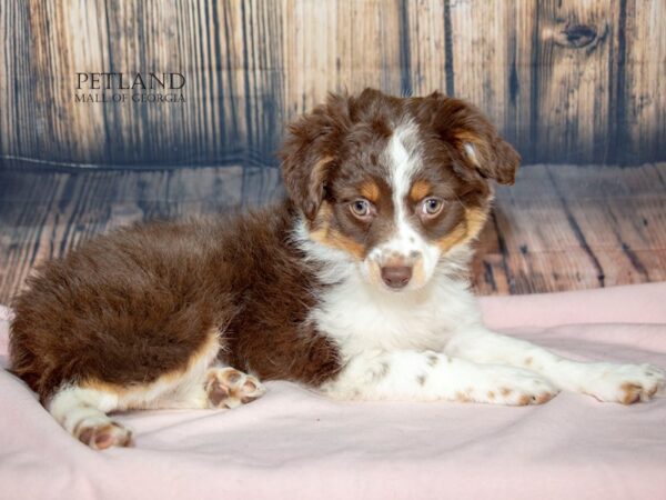 [#8884] Red / White Female Miniature Australian Shepherd Puppies For Sale