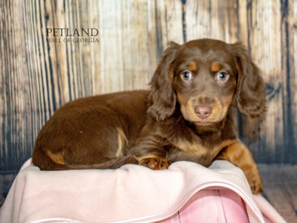 [#8897] Chocolate / Tan Female Dachshund Puppies For Sale