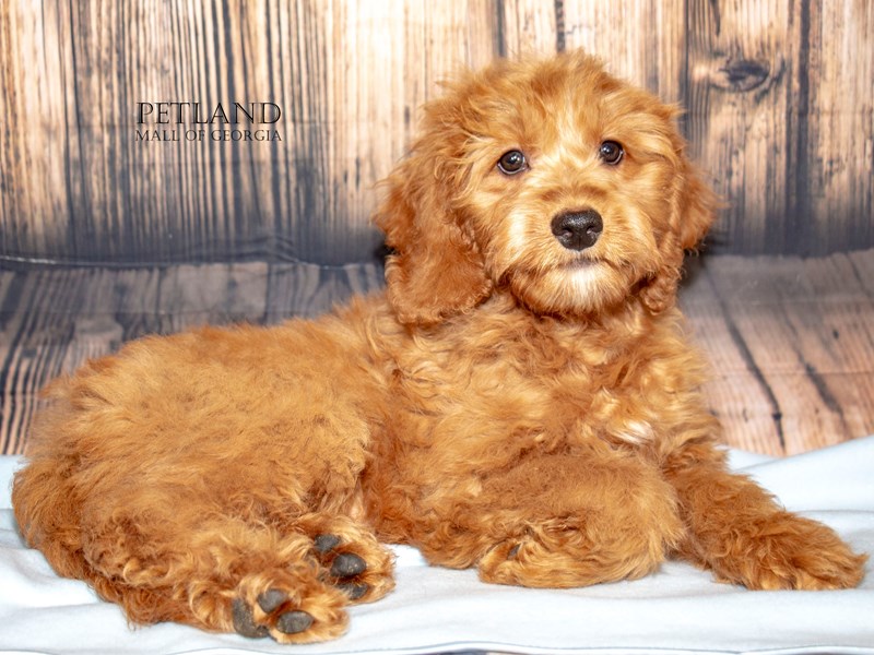 Miniature Goldendoodle F1B - 8886 Image #1
