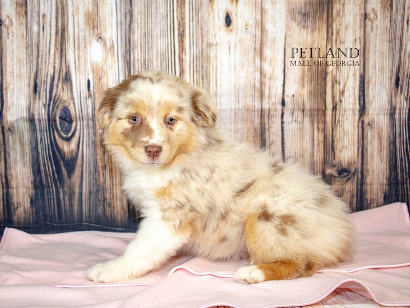 Miniature American Shepherd - 8939 Image #1