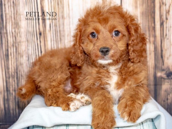 [#8945] Red Male Cavapoo Puppies For Sale