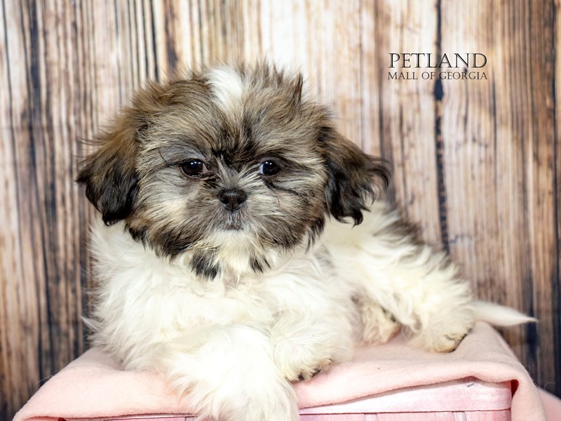 Shih Tzu - 8947 Image #1