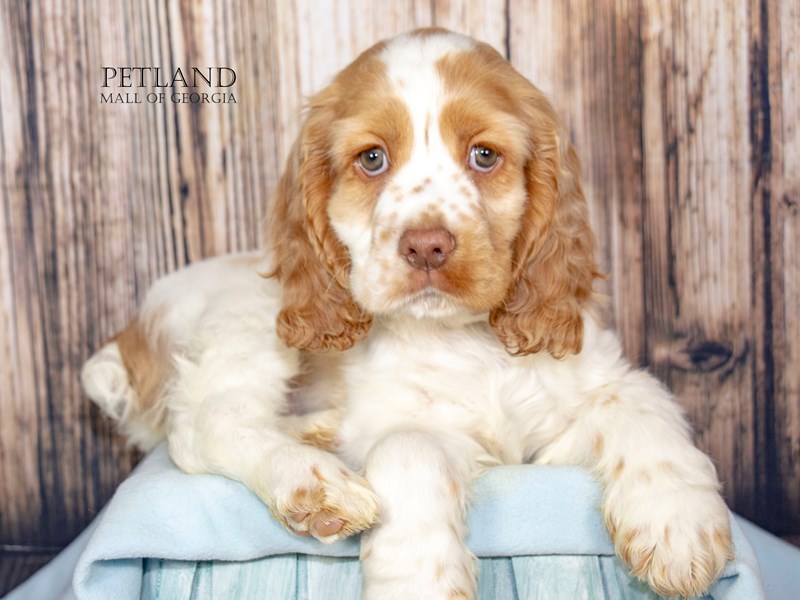 Cocker Spaniel - 8944 Image #1