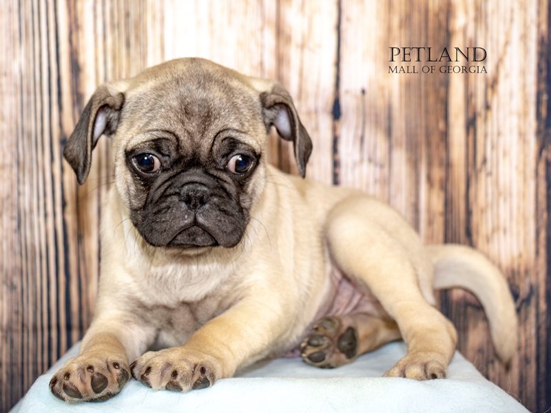 Pug - 8965 Image #1