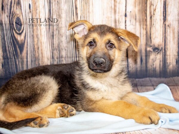 [#8946] Black / Red Male German Shepherd Dog Puppies For Sale