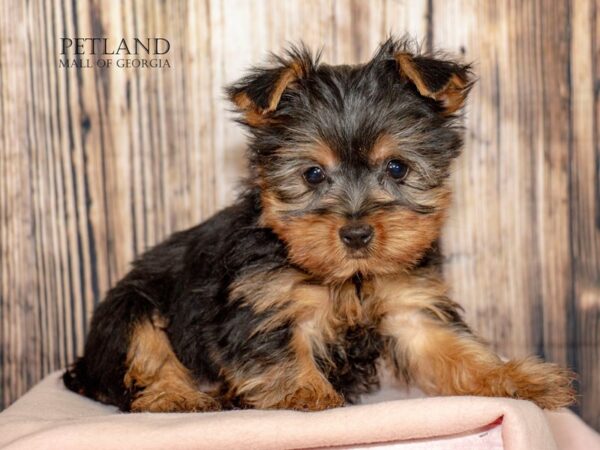 [#8981] Black / Tan Female Yorkshire Terrier Puppies For Sale