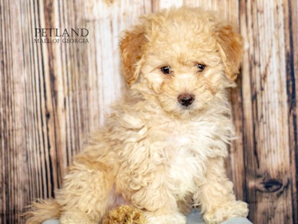 [#8957] Cream Male Bichonpoo Puppies For Sale