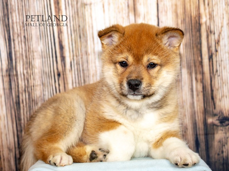 Shiba Inu - 8959 Image #1