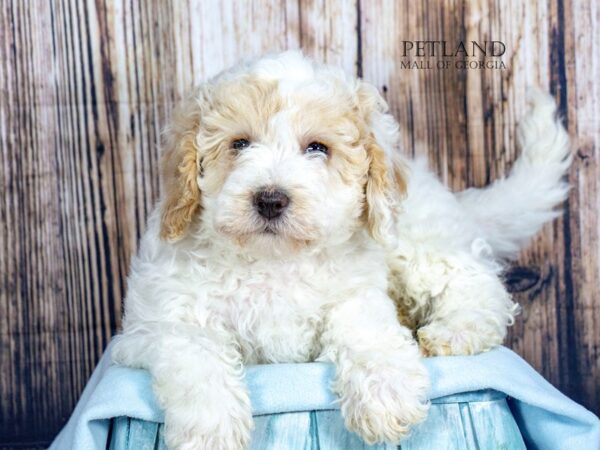 [#8975] White / Red Male Cavapoo F1B Puppies For Sale