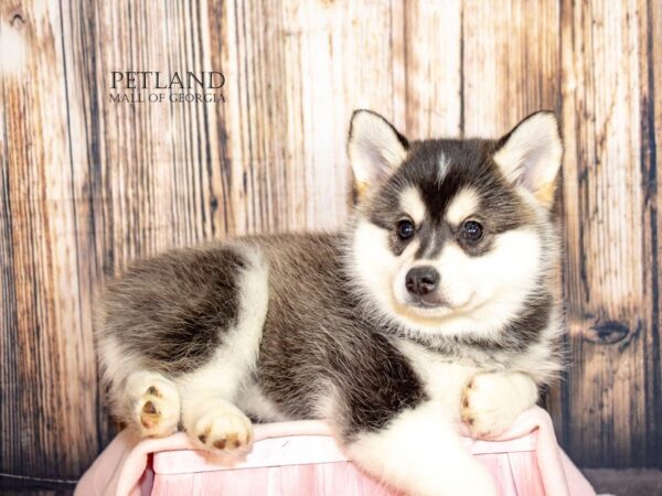 [#8983] Black / White Female Alaskan Klee Kai Puppies For Sale