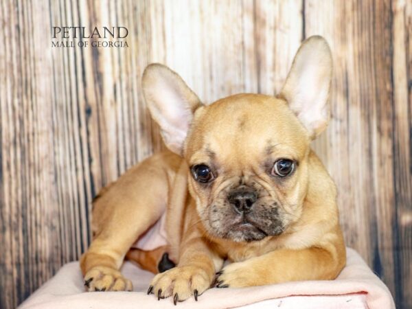 [#8905] Fawn Female French Bulldog Puppies For Sale