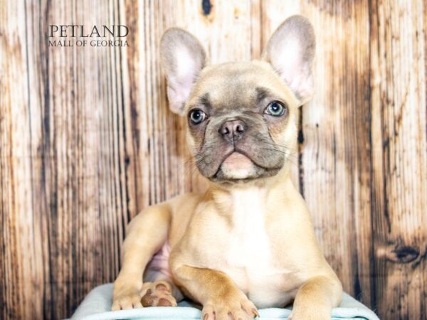 [#8824] Blue Fawn Male French Bulldog Puppies For Sale