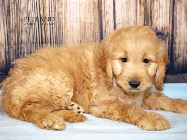[#8997] Red Male Miniature Goldendoodle Puppies For Sale