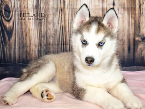 [#9019] Gray / White Female Siberian Husky Puppies For Sale