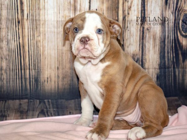 [#8985] Fawn Brindle / White Female Olde English Bulldog Puppies For Sale