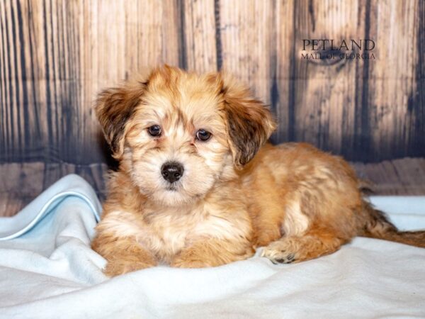 [#9015] Brown Male Yochon Puppies For Sale