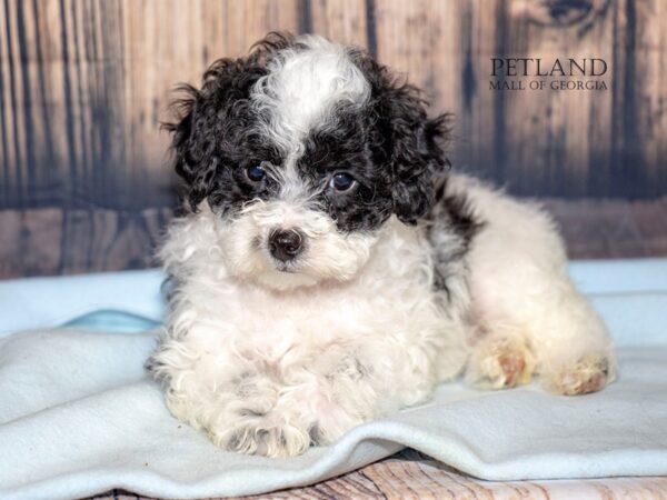 Miniature Poodle-Dog-Male-Black / White-9017-Petland Mall of Georgia