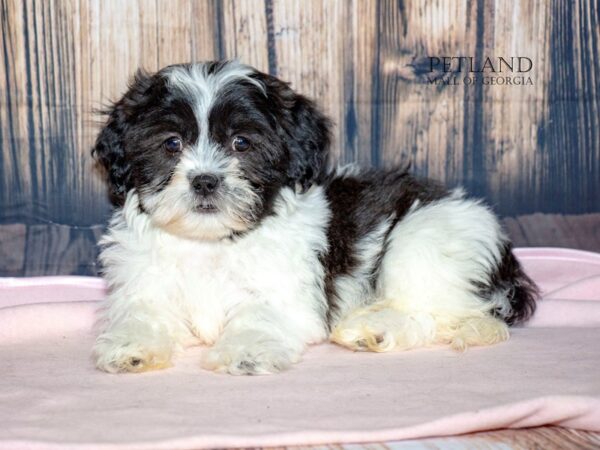 [#8993] White / Black Female Teddy Bear Puppies For Sale