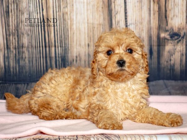 Cavapoo F1B Dog Female Red 8991 Petland Mall of Georgia