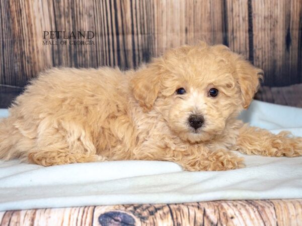 [#8988] Apricot Male Bichonpoo Puppies For Sale