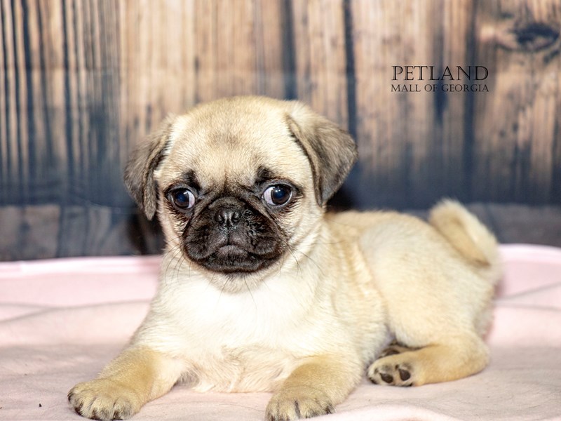 PugDOGMaleFawn2928599Petland Mall of