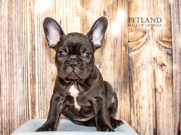 French Bulldog-Dog-Male-Black Brindle-9068-Petland Mall of Georgia