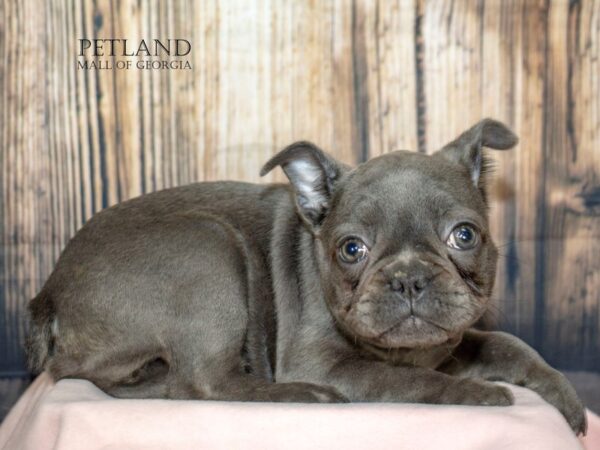 French Bulldog – 8904