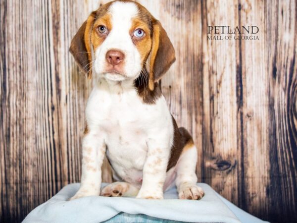 Beagle – 8961