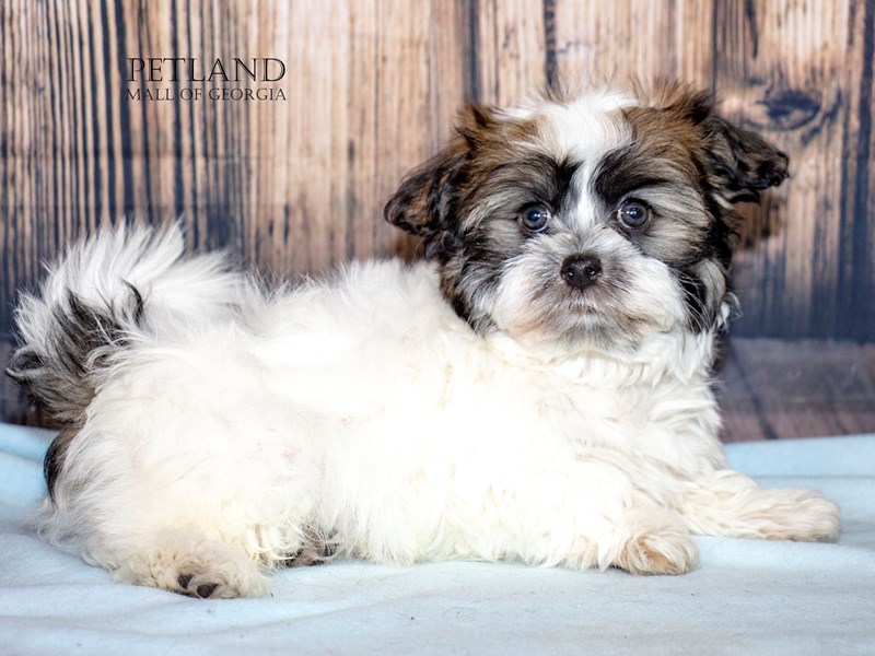 Havanese - 9012 Image #1