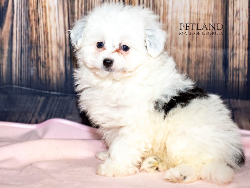 Pomapoo - 8992 Image #1