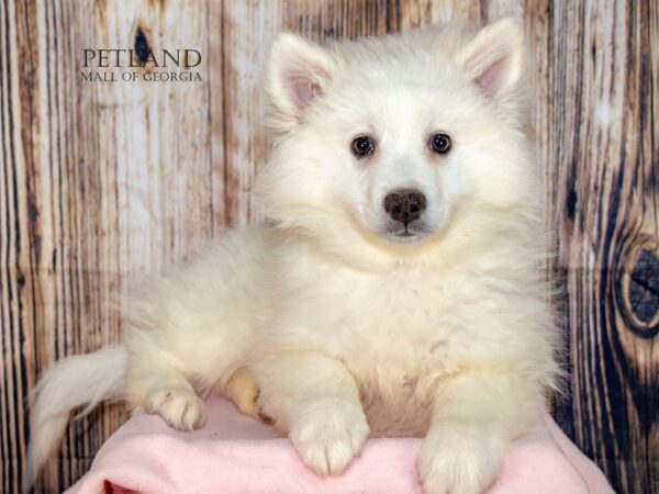 American Eskimo Dog – 9036