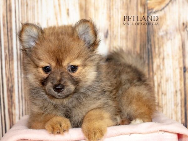 Pomeranian – 9089