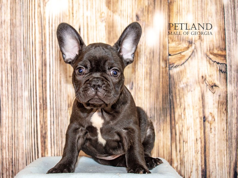 French Bulldog - 9068 Image #1