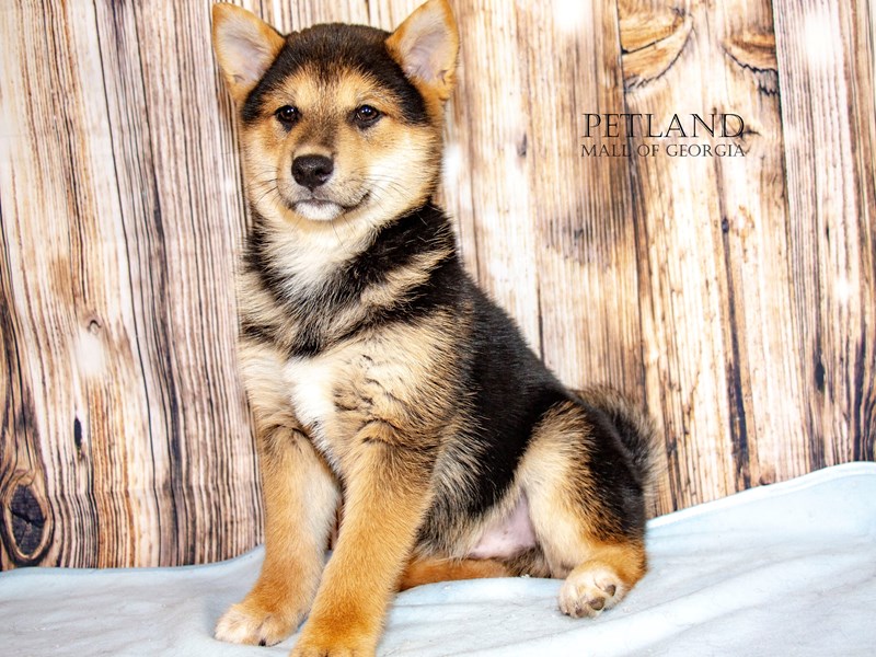 Shiba Inu - 9081 Image #1