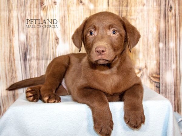 Labrador Retriever – 9100