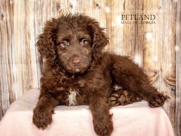 Aussidoodle – 9115