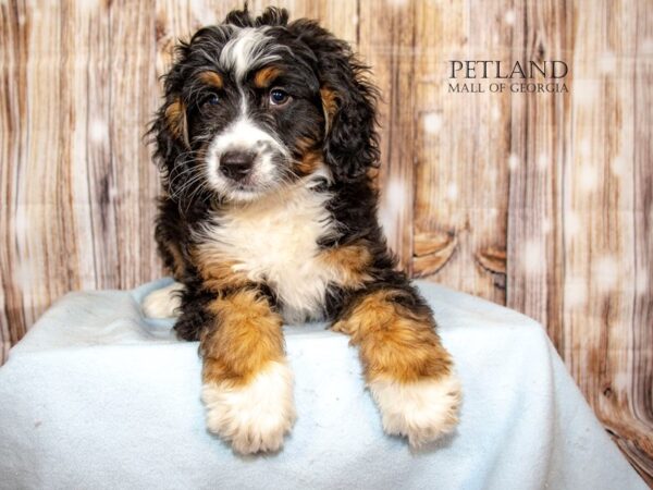 Miniature Bernedoodle – 9118