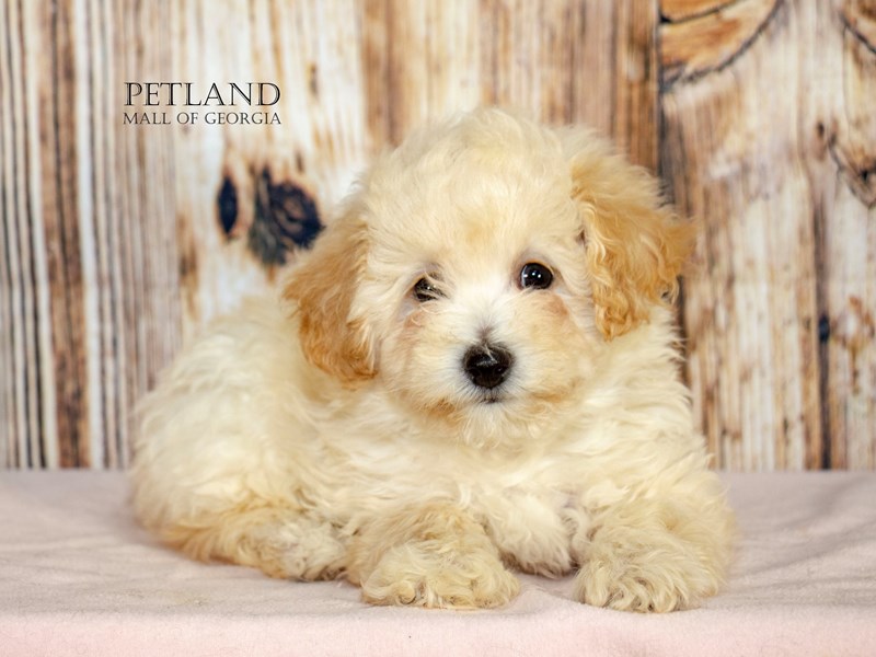 Bichonpoo - 9163 Image #1