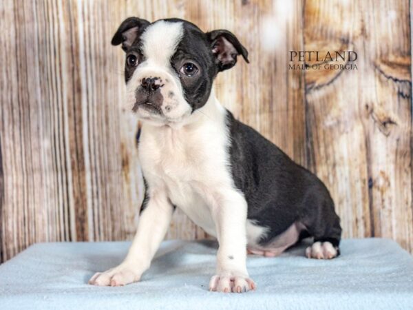 Boston Terrier – 9150