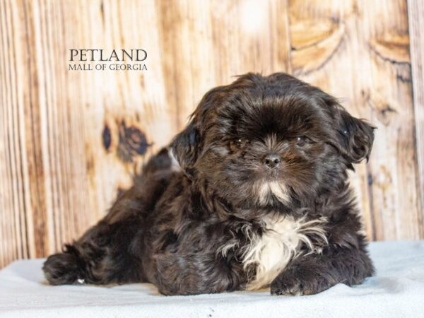 Shih Tzu – 9175