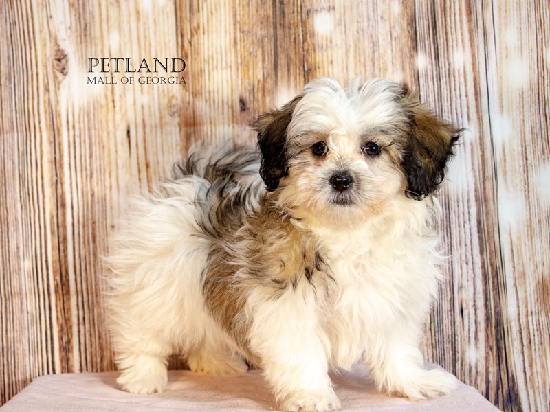 Teddy Bear - 9189 Image #1