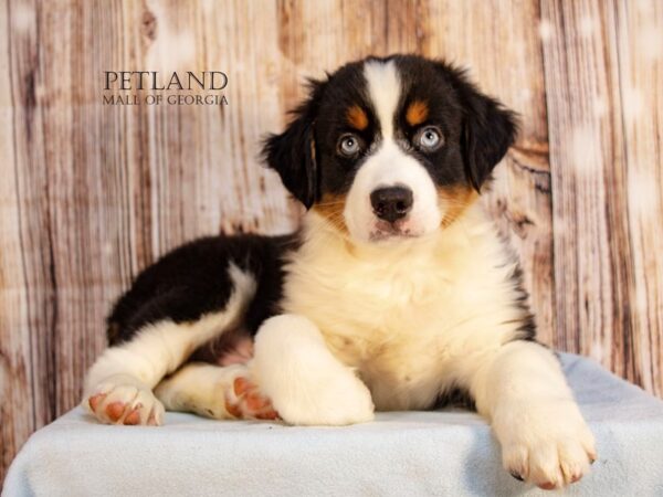 Australian Shepherd – 9182