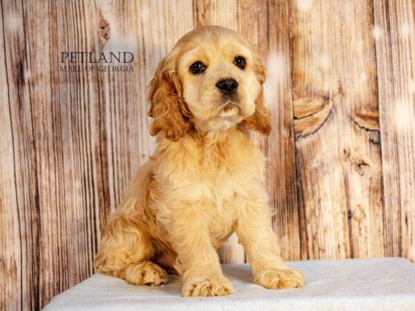 Cocker Spaniel – 9158