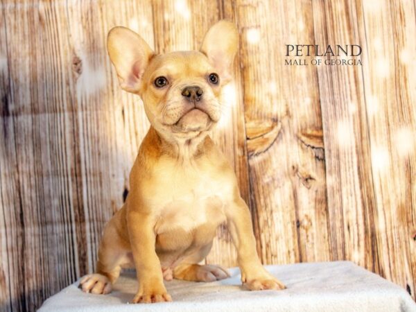 French Bulldog-Dog-Male-Lilac / Tan-9172-Petland Mall of Georgia
