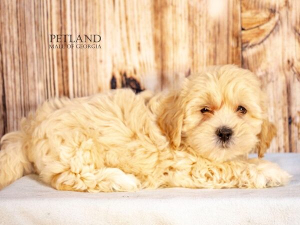 Daisy Dog – 9166