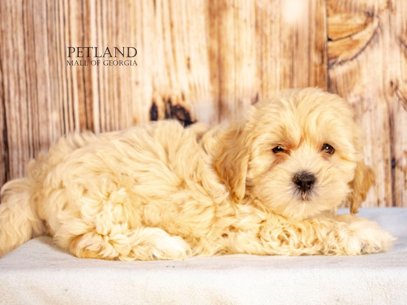 Daisy Dog - 9166 Image #1
