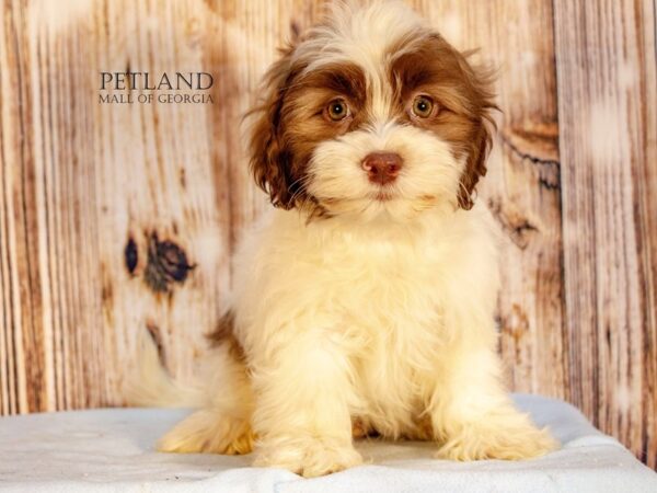 Teddy Bear – 9161