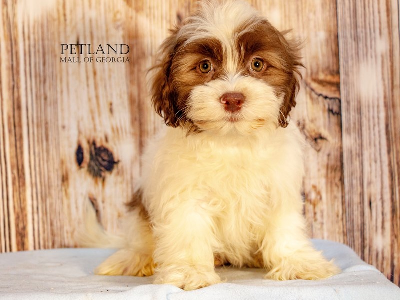 Teddy Bear - 9161 Image #1